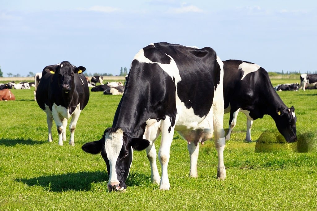 Agriculture and farm inputs